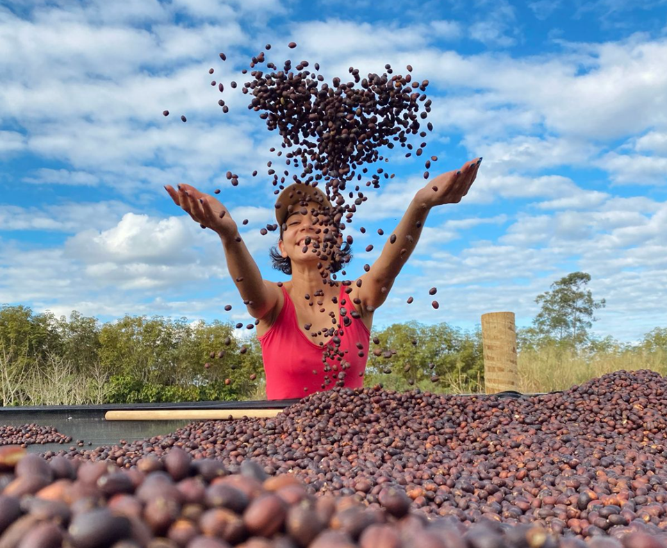 Leia mais sobre o artigo Primeira estimativa oficial de safra 2026 indica crescimento da produção de café no Espírito Santo