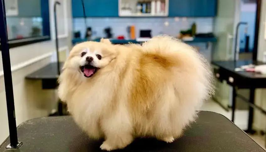 Leia mais sobre o artigo Credenciamento de Empreendimentos do Segmento Pet